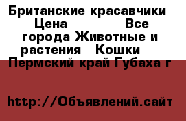 Британские красавчики › Цена ­ 35 000 - Все города Животные и растения » Кошки   . Пермский край,Губаха г.